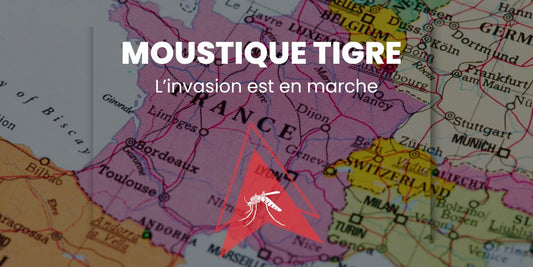 La Prolifération du Moustique Tigre en France : Dangers et Moyens de Protection